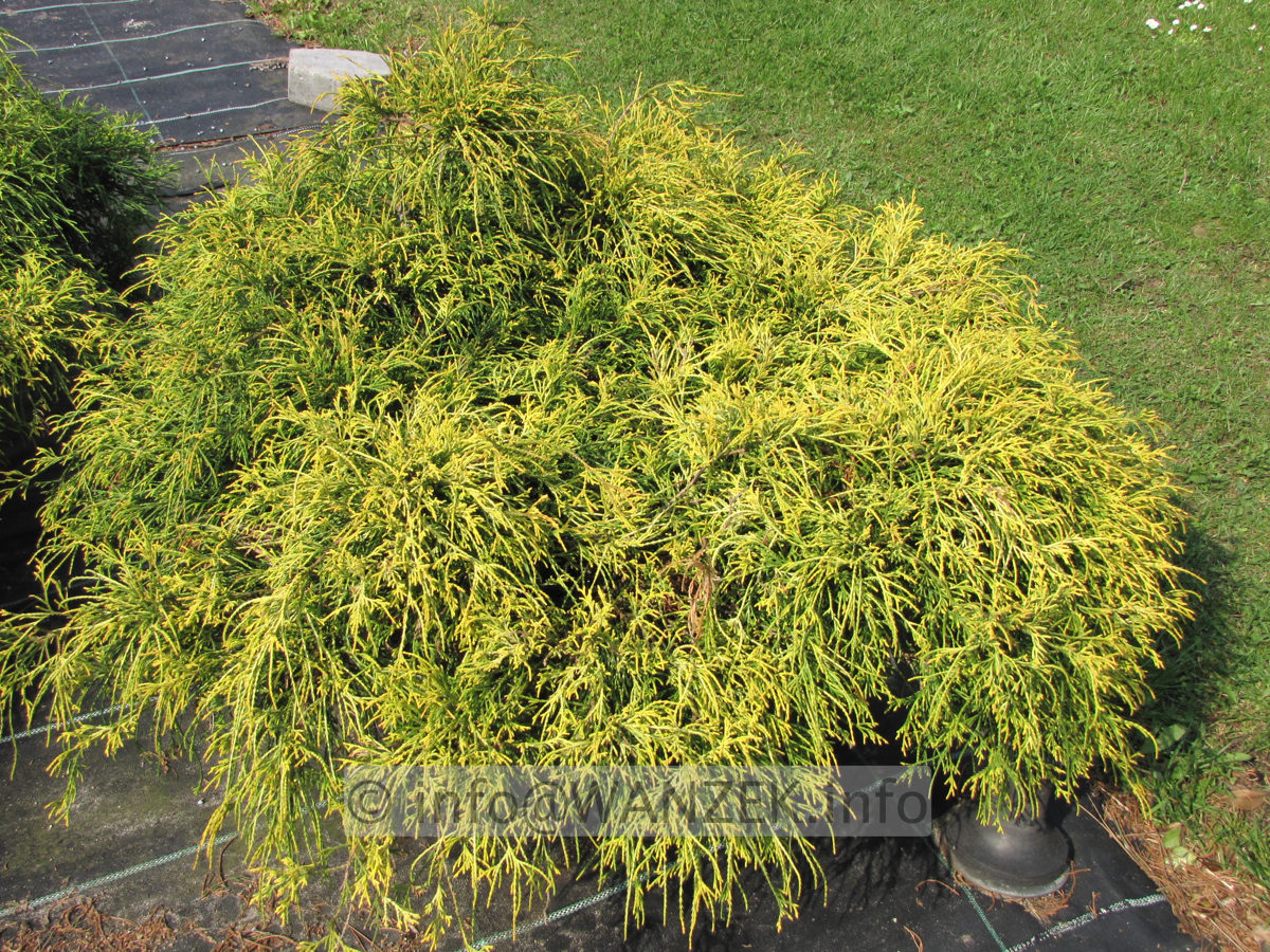 Chamaecyparis pisifera Filifera Nana Aurea 03.JPG
